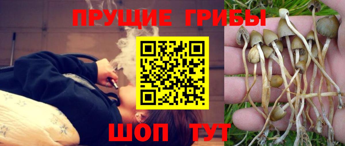 Псилоцибиновые грибы Psilocybe  где купить наркоту  Ипатово  Вход с VPN 